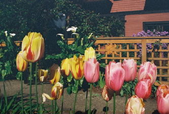 Tulip group